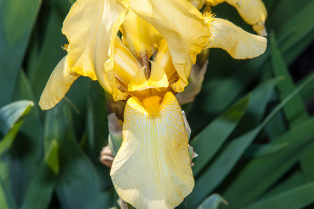 Iris a genus of perennial plants in the family Iridaceae or Iridaceae