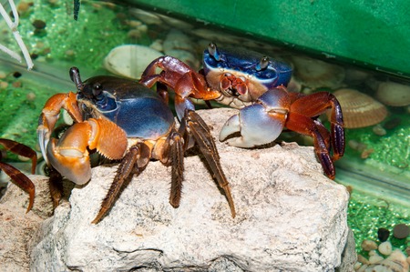 Rainbow crab a large, extremely beautiful, differ bright three-color coloration の写真素材