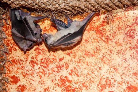 Egyptian fly dog or Nile Pteropus species of bats in the family of fangsの写真素材