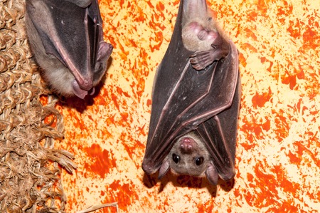 Egyptian fly dog or Nile Pteropus species of bats in the family of fangsの写真素材