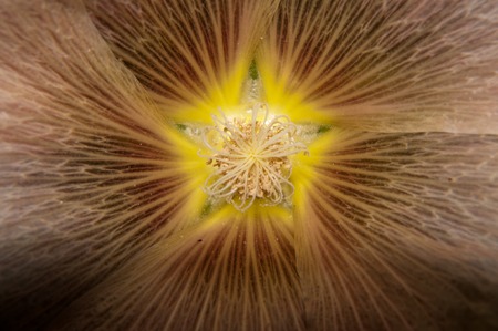 Malva herbaceous plant in the family Malvaceaeの写真素材