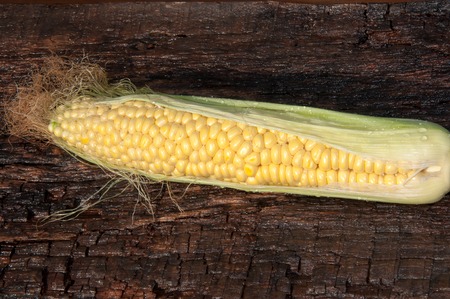 Corn sugar or maize annual grassy plant, the only cultural representative of the kind of Zea of the family Poaceaeの写真素材