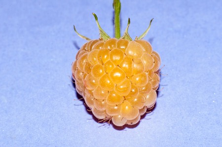 Cultivar of raspberry yellow color or Rubus idaeusの写真素材