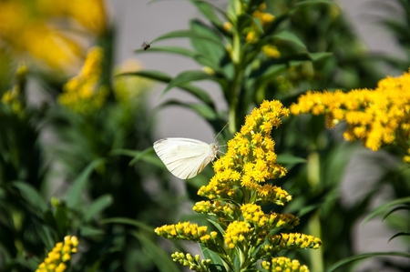 Cabbage white butterfly or Pieris brassicae day butterfly from the family Pieridae の写真素材