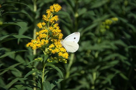 Cabbage white butterfly or Pieris brassicae day butterfly from the family Pieridae の写真素材