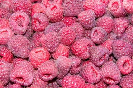 Raspberry fruit is consumed as fresh or frozen or used for making jam, jelly, marmalade, juice. Raspberry wine, liqueurs, liqueurs have a high taste qualitiesの写真素材