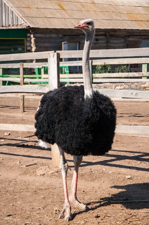 African ostrich (Struthio camelus), belongs to a family of ostrich (Struthionidae) and unit strausoobraznyh (Struthioni-formes)の写真素材