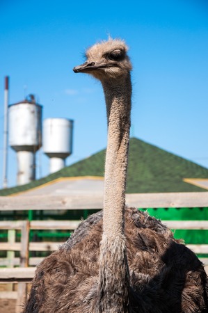 African ostrich (Struthio camelus), belongs to a family of ostrich (Struthionidae) and unit strausoobraznyh (Struthioni-formes)の写真素材