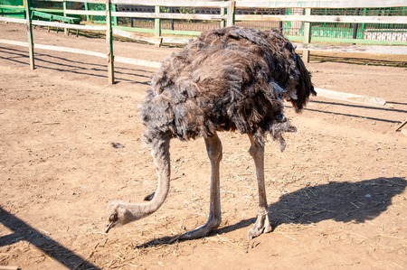 African ostrich (Struthio camelus), belongs to a family of ostrich (Struthionidae) and unit strausoobraznyh (Struthioni-formes)の写真素材