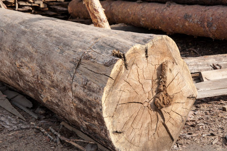 Timber-wood