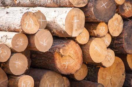 Timber-woodsの写真素材