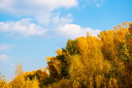 Autumn trees in the southern Urals in Septemberの写真素材