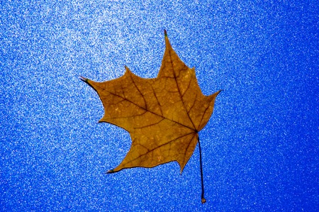 Autumn leaf gift of Golden autumn. Early autumn is the time for random, unique and very simple giftsの写真素材
