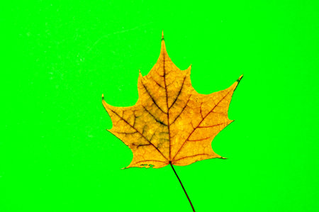 Autumn leaf gift of Golden autumn. Early autumn is the time for random, unique and very simple gifts