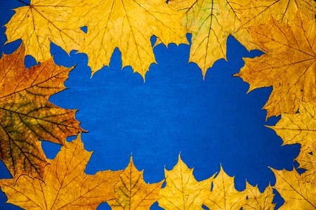 Autumn leaf gift of Golden autumn. Early autumn is the time for random, unique and very simple giftsの写真素材