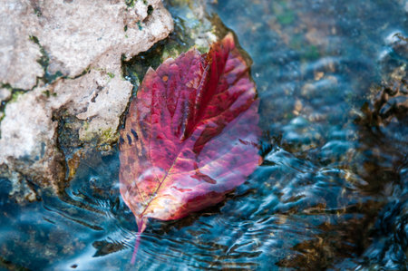 Autumn leaf on the water. Autumn highlights the time of year when nature changes its usual...
