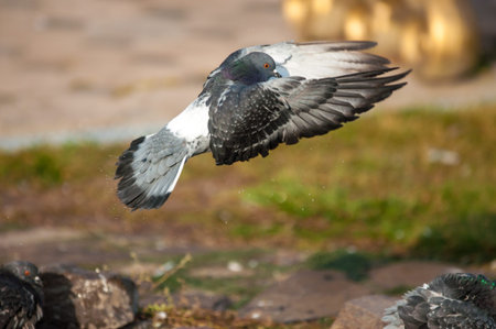 Urban Dove descended from the wild rock pigeon