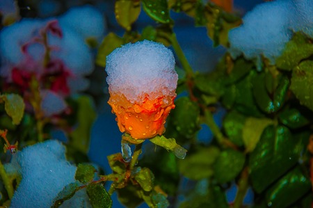 Yellow rose at night and the first early snowの写真素材