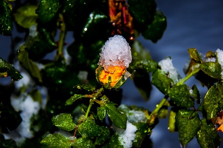 Yellow rose at night and the first early snowの写真素材