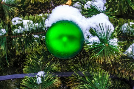 The little fir-tree cold in the winter. Out of the Woods we Took home the Christmas treeの写真素材