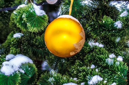 The little fir-tree cold in the winter. Out of the Woods we Took home the Christmas treeの写真素材