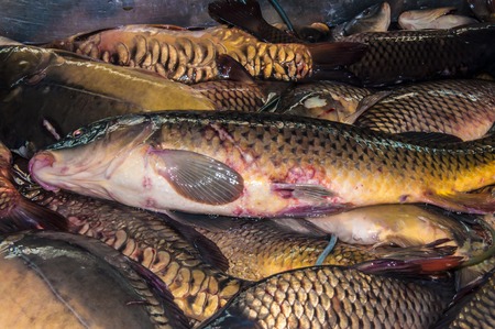 Fresh fish, live carp for sale at the Bazaar for restaurantsの写真素材