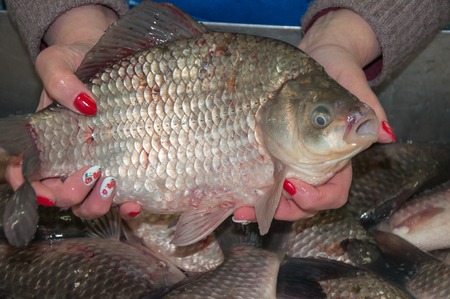 Fresh and live crucian is sold at the Bazaarの写真素材