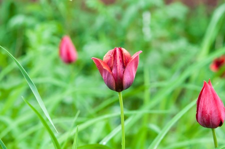 Tulip after the may rain against the backdrop of green grassの写真素材
