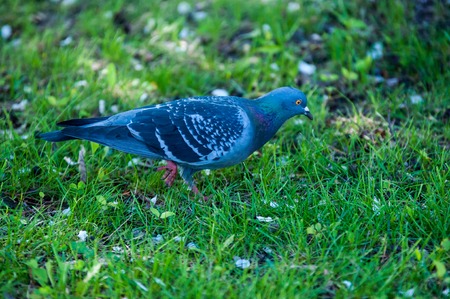 Urban dove against the background of green grassの写真素材