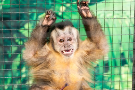 Capuchins (Cebus) is a genus of monkeys combines up to thirty subspeciesの写真素材