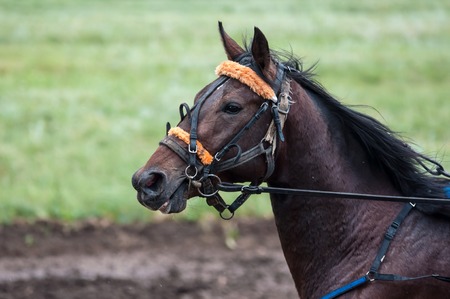 Horse racing is a type of testing horses on playfulness (speed), which concludes on the suitability for further breeding (use the breed)の写真素材