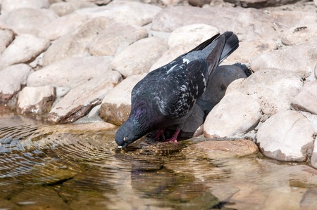 Rock dove on a hot summer dayの写真素材