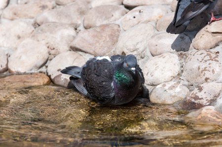Rock dove on a hot summer dayの写真素材