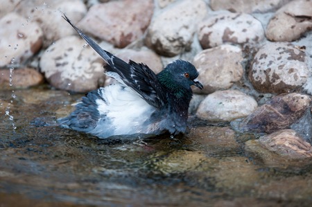 Rock dove on a hot summer dayの写真素材