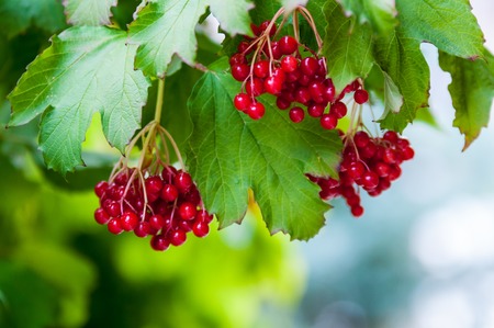 Berry viburnum used in folk and scientific medicineの写真素材