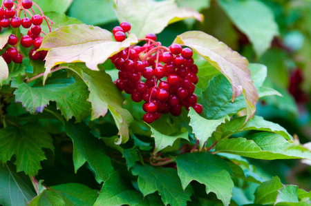 Berry viburnum used in folk and scientific medicine