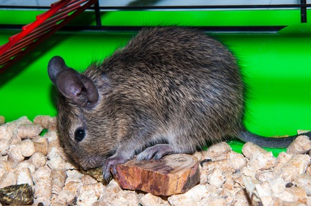 Degu (LAT. Octodon degus) or Chilean squirrelの写真素材