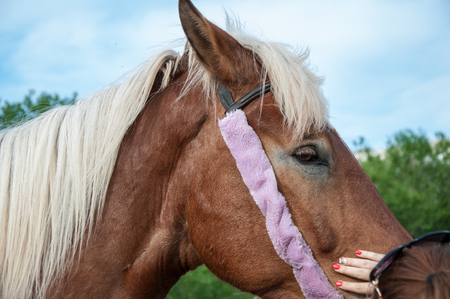 The horse (Equus ferus caballus) is one of two extant subspecies of Equus ferusの写真素材