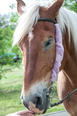 The horse (Equus ferus caballus) is one of two extant subspecies of Equus ferusの写真素材
