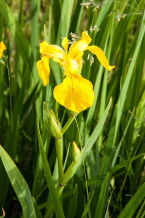 Yellow Iris flower blossoms in spring morning