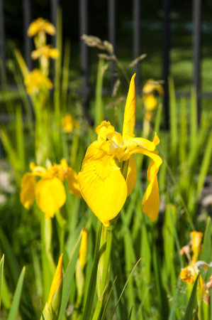 Yellow Iris flower blossoms in spring morningの写真素材