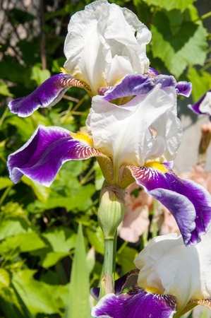 Iris white-blue color blossoms in spring morningの写真素材