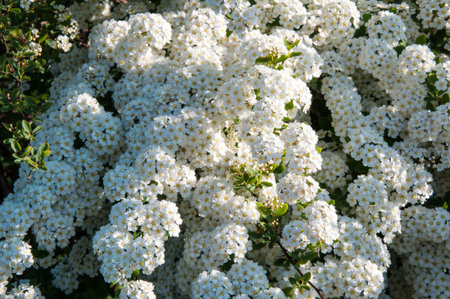 Small white flowers of spiraea in spring morning