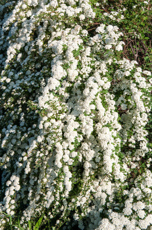 Small white flowers of spiraea in spring morning
