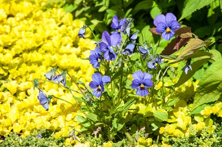 Colorful flowers bloom in the summer gardenの写真素材
