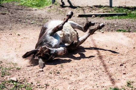 Ass donkey at the farm in hot summer dayの写真素材