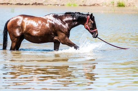 Horses on a pond in hot summer dayの写真素材