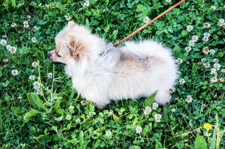 Dog breeds of Spitz on morning walkの写真素材