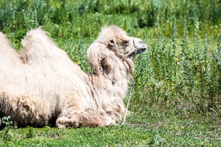 Camel on pasture in hot summer dayの写真素材