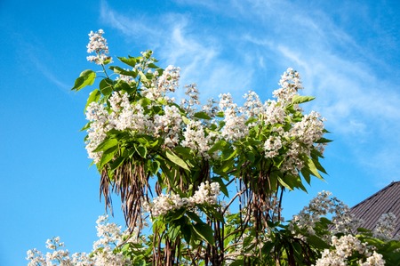 Catalpa flowers in hot and sultry summer dayの写真素材
